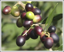 Olive Harvest in Tuscany